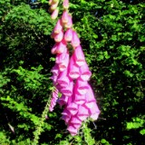 2506H 128 Vulkan Route